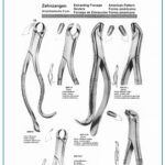 Curved Grip Extracting Forceps lower Molars