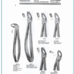 Extraction Forceps English Pattern