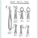 Lower Molars Dental Extracting Forceps