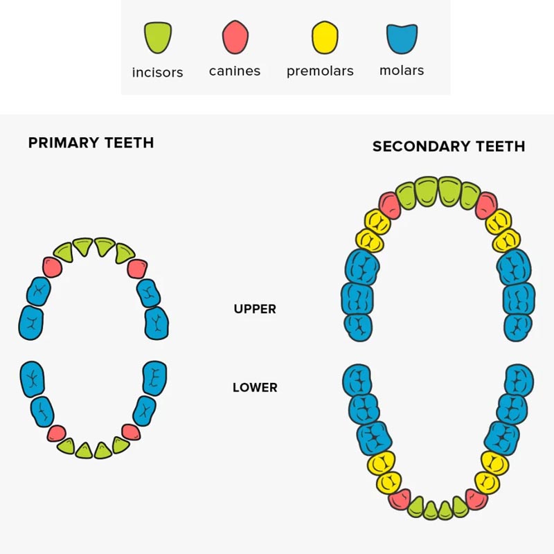 Types of Teeths and Use of Extracting Forceps on Each of Teeth