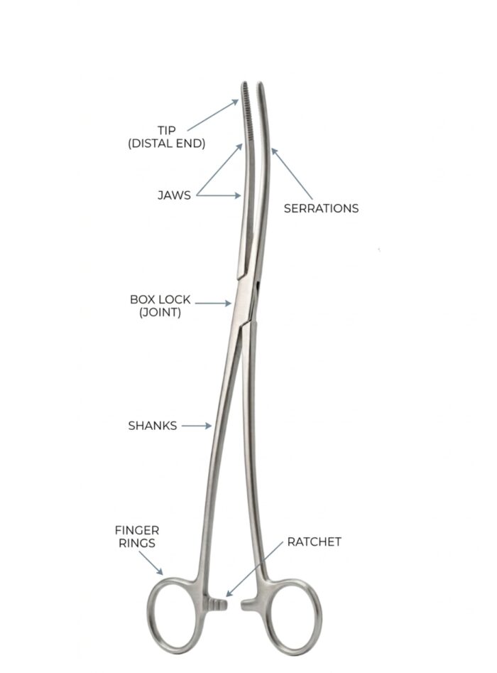 Bozeman Uterine Dressing Forceps, Curved 10 (25 cm)